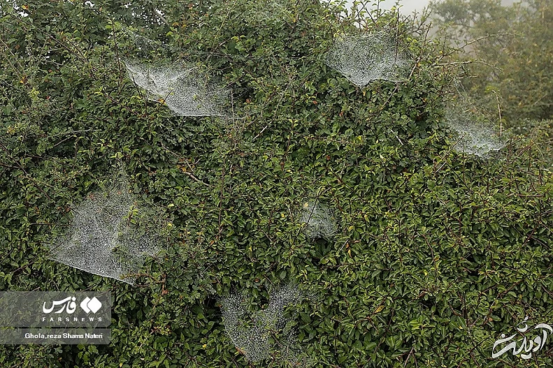 (تصاویر) همنشینی قطرات شبنم با تارهای عنکبوت